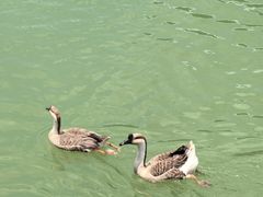 -广州白江湖森林公园