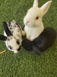 -萌宠亲子动物乐园(槐房万达店)