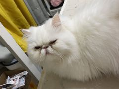 -艾贝尔宠物诊疗