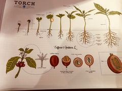 -Torch Coffee 炬点咖啡