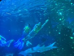 -海合安成都极地海洋公园