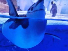 -海合安成都极地海洋公园