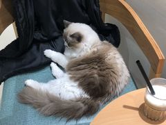 -藏猫猫咖啡主题馆(中央大道店)