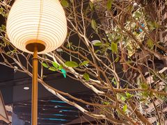 -桂满陇·海市蜃楼·黑金(国金店)