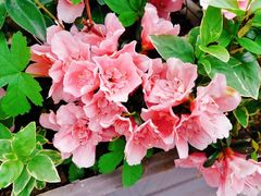 -御花园·粤菜·海鲜火锅(中山公园店)