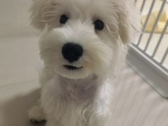 -翊宠yipet猫狗购宠庄园犬舍•猫舍