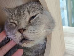 -喵园·猫主题咖啡厅·撸猫·猫咖(国贸店)