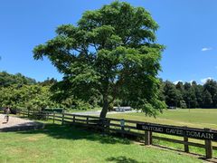 -怀托摩萤火虫洞