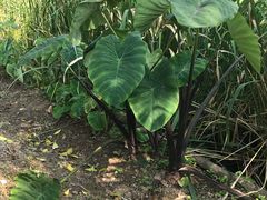 -南汇老顾农家乐采摘大团水蜜桃采摘店