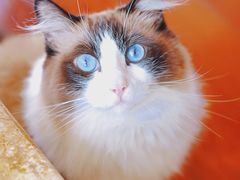 -Catmate·猫肥家润(金润铂宫店)