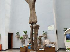 -自贡恐龙博物馆