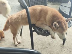 -柴犬高等学院·狗咖·柴犬售卖·宠物训练