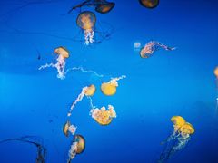 -太平洋海底世界