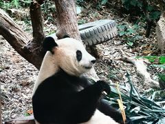 -广州长隆野生动物世界