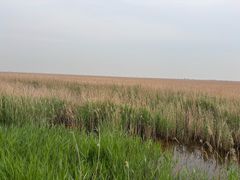 -南大港湿地风景区
