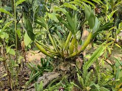 -中国科学院西双版纳热带植物园