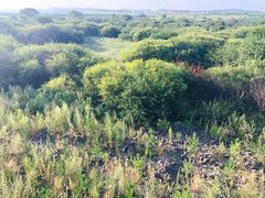 -塞罕坝国家级自然保护区