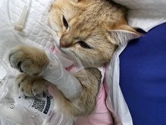 -北京观赏动物医院·24小时大型综合·猫专科·异宠专科