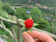 -长沙黑麋峰国家森林公园