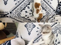 -平行世界·猫咖(首经贸店)