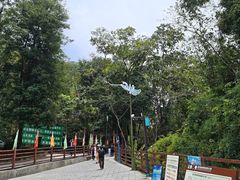 -西双版纳原始森林公园