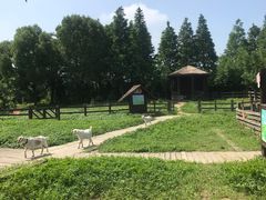 -田园东方蜜桃村的田野营地