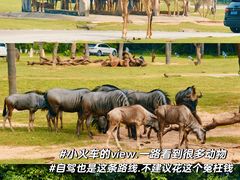 -广州长隆野生动物世界