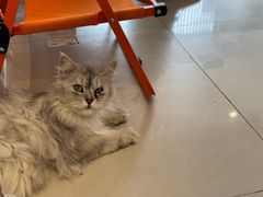 -平行世界·猫咖(首经贸店)
