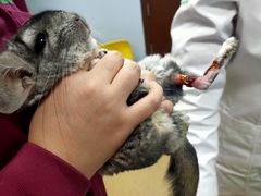 -瑞派·关忠动物医院·异宠专科·犬猫肿瘤·皮肤专科(望京店)