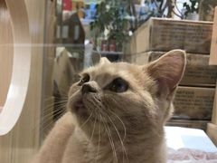 -屋虎猫馆(宝安大仟里店)