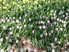 -泰山花样年华景区