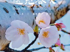 -顾村公园