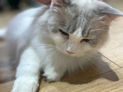 -1013 PET SHOP精品宠物商店(丁香店)