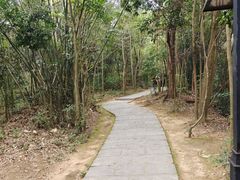 -大屏嶂森林公园