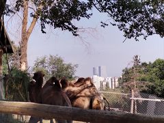 -青藏高原野生动物园