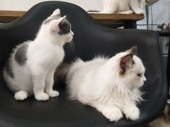 -松果猫咖(桐乡吾悦金街店)