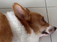 -怪兽屋·羊驼·猫咖·狗咖(俊华广场店)