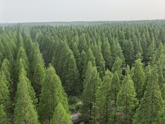 -黄海国家森林公园