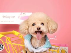 -超宠爱宠物摄影-Super pet