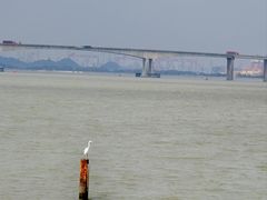 -大湾区中央湿地公园