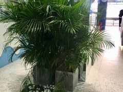 -吴山山·椰子酸奶(天河南店)