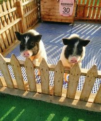 -萌宠亲子动物乐园(槐房万达店)