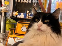-平行世界·猫咖(首经贸店)