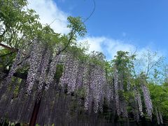 -嘉定紫藤园