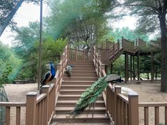 -沈阳鸟岛