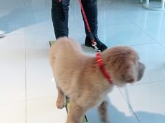 -欧奕国际动物医院