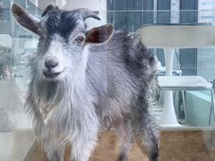 -怪兽屋·羊驼·猫咖·狗咖(俊华广场店)