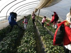 -胜丰草莓采摘园