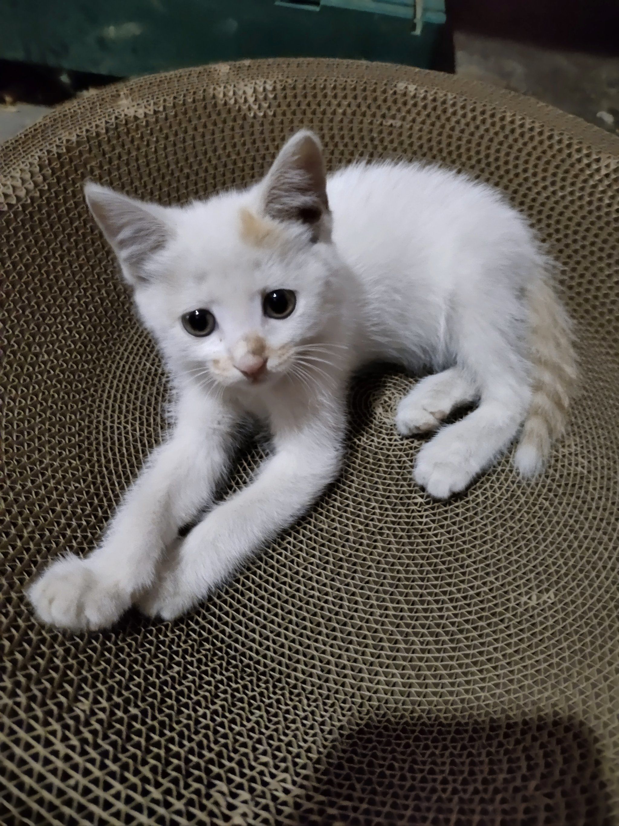 我家的猫咪名叫"小咪",它是一只可爱的短毛猫.