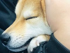 -申普宠物医院·眼科·心内科·影像科(普陀分院)
